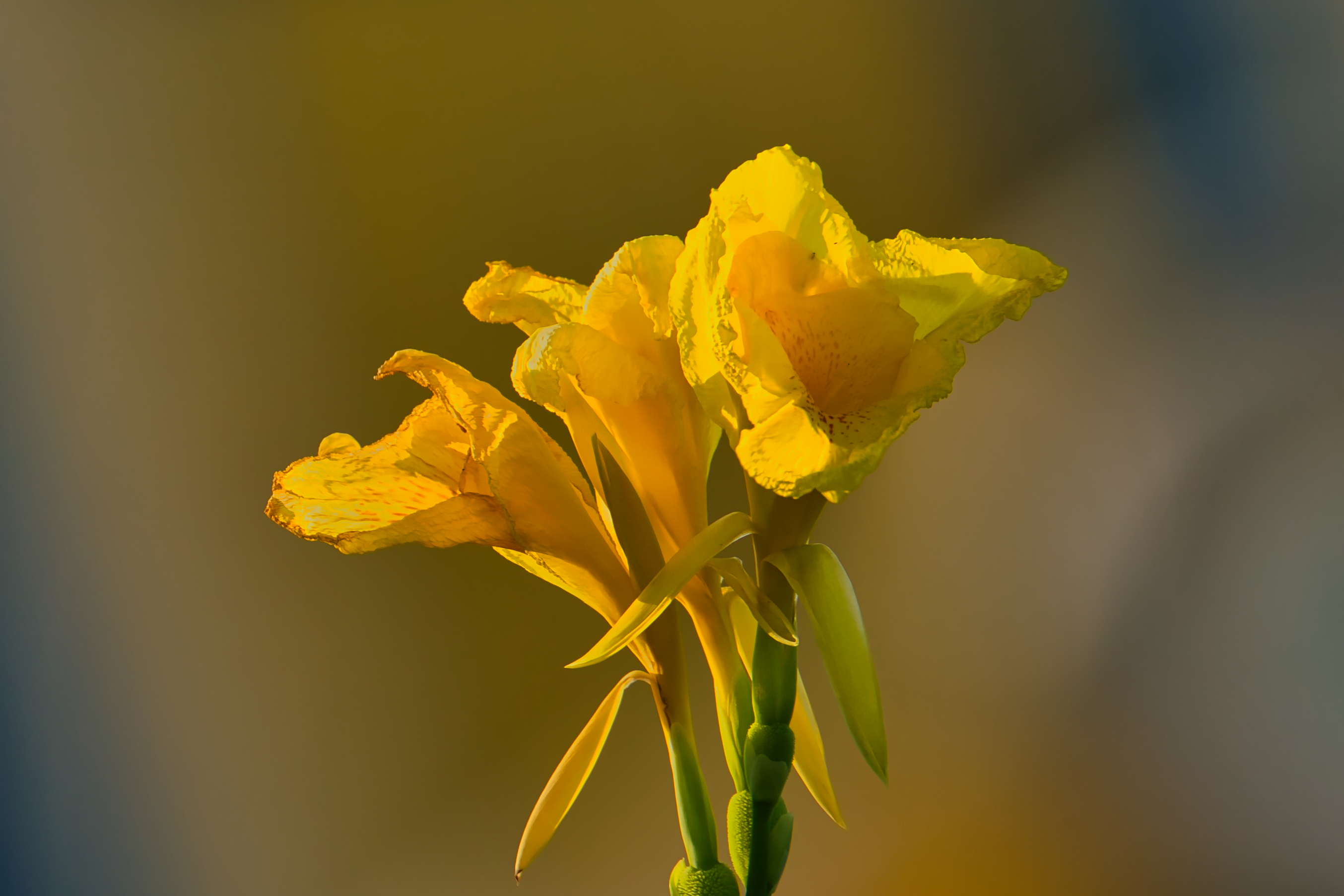 Mahboob Alam photography
