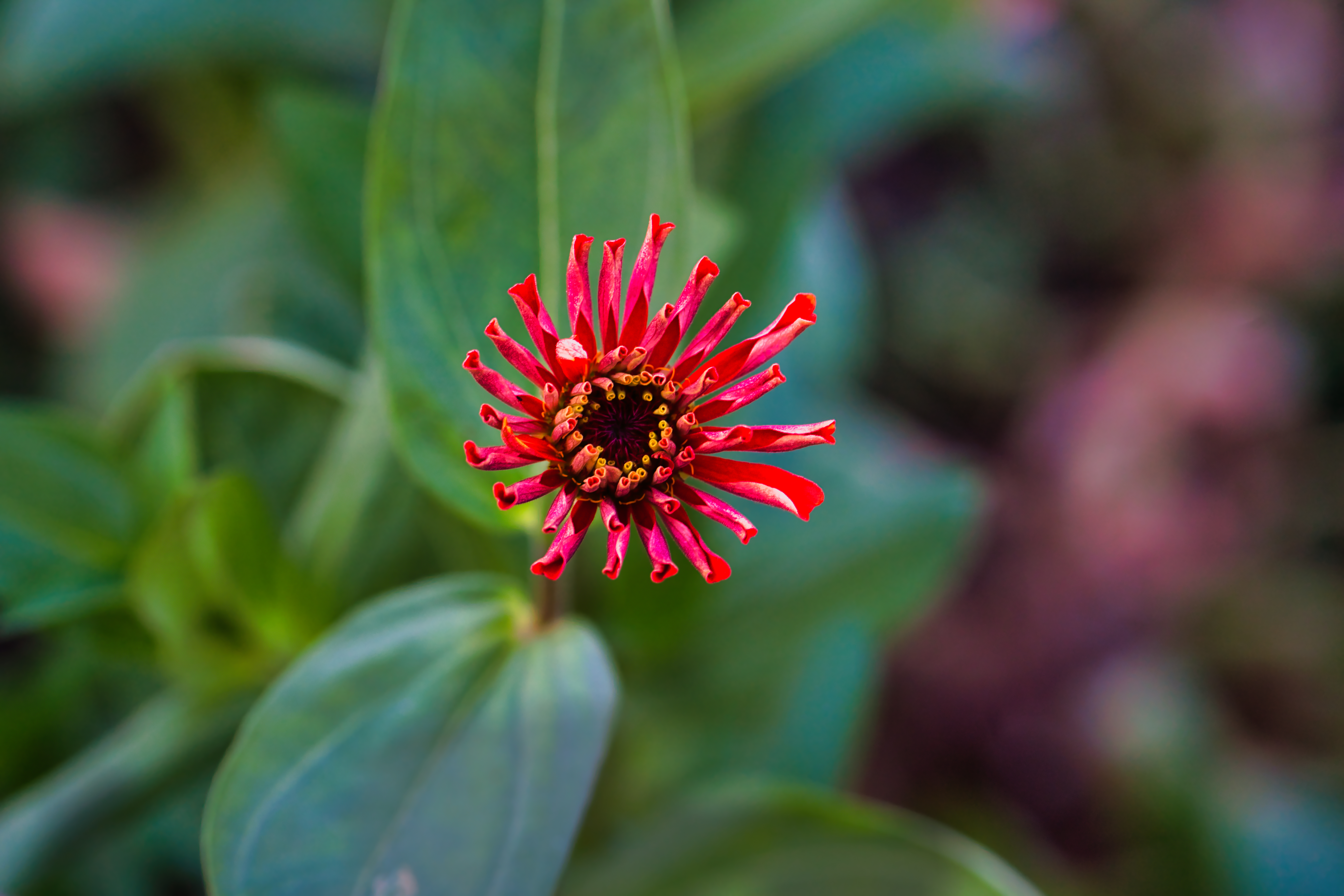 Mahboob Alam photography